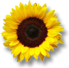 Weekend Aktion: Rose Sudoku + Sonnenblumen!