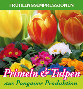 Primeln und Tulpen aud pongauer Produktion