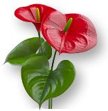 Weekend Aktion: Rose Otis und Anthurium Flamingoblume!