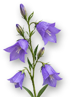 Weekend Aktion: Rose Spark Condor und Campanula Glockenblume!