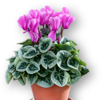 Weekend Aktion: Rose Heaven + Cyclamen - Alpenveilchen!