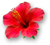 Weekend Aktion: Rose La Belle und Hibiscus Rosa Sinensis!