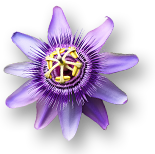 Weekend Aktion: Rose Bloomz Blues und Passiflora!