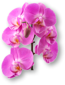 Weekend Aktion: Rose Moody Blues und Hibiscus Rosa Sinensis!