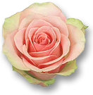 Weekend Aktion: Rose La Belle und Campanula Glockenblume!