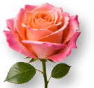 Weekend Aktion: Rose Miss Piggy und Anthurien Flamingoblume!