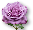 Weekend Aktion: Rose Moody Blues und Hibiscus Rosa Sinensis!