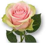 Weekend Aktion: Rose Tango + Zimmerbegonien!