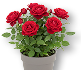 Weekend Aktion: Rose Espana + Topfrosen blühend!