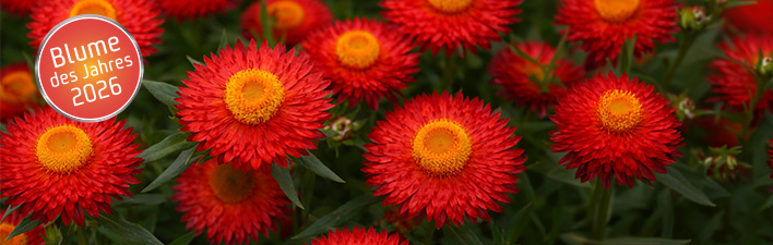 Blume des Jahres 2026 - Sonnenglück