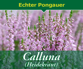 Gärtnerherbst - Callunen