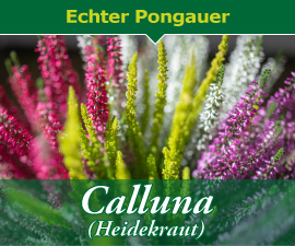 Gärtnerherbst - Herbstzeit ist Pflanzenzeit